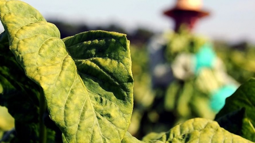 FETAEP participa de seminário sobre trabalho decente na produção de tabaco